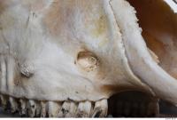 mouflon skull 0016